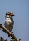 Striped Kingfisher-2